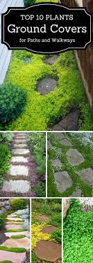 Apr 29, 2020 · consider replacing the turf in problem spots such as shady, hot or rocky areas with a ground cover that thrives under those conditions. Top 10 Plants And Ground Cover For Your Paths And Walkways Country Garden Landscaping Garden Ground Cover Plants