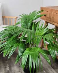 Image result for Livistona chinensis