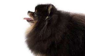 All about black and white parti pomperinos. Pomeranian Dog Breed Information