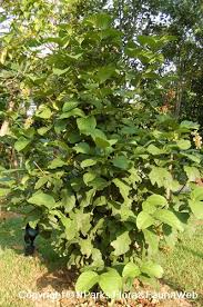 Image result for Faurea racemosa
