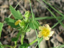 Image result for Sida spinosa