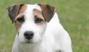 Terrier jack russel heute bestellen, versandkostenfrei. Jack Russell Terrier Breed Information