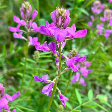 Image result for Hedysarum