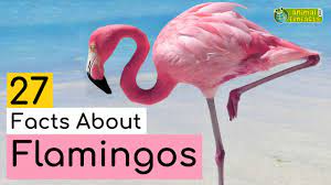 Animal flamengo dotwork pattern pointillism traditional traditionalart. 27 Facts About Flamingos Learn All About Flamingos Animals For Kids Educational Video Youtube