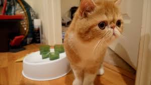 Exotic shorthair cats for sale. Exotic Shorthair Cat Breed Info Pictures Temperament Traits Pet Keen