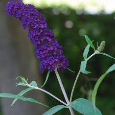 Get great deals on ebay! Black Knight Butterfly Bush Finegardening