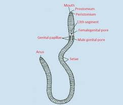 Worms don't have lungs and instead breathe through their skin; Earthworms Breathe Through Their A Nose B Skin C Mouth Class 12 Biology Cbse