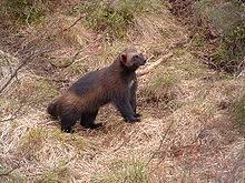 We did not find results for: Wolverine Wikipedia