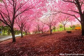صور الطبيعة الخلابة بمناسبة دخول فصل الربيع Beautiful Landscapes Landscape Japanese Cherry Tree
