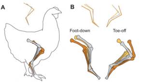 Grasp the bone and firmly pull. Scientists Put Fake Tails On Chickens To Find Out How T Rex Walked Leg Anatomy Prosthetic Leg Leg Bones