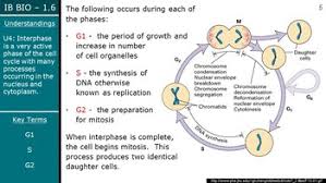 In cell division, the cell that is dividing is called the parent cell. Ib Biology 2016 1 6 Cell Division Ppt By Dokimi Science Ppts