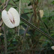 Image result for Centrosema