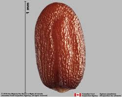 Image result for Capsella