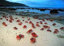 This article is about the australian territory in the indian ocean. The Best Travel Guide To Christmas Island