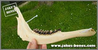 How To Clean Animal Bones - The Complete Guide : Jake's Bones