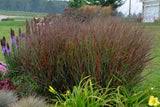 Image result for Panicum chionachne