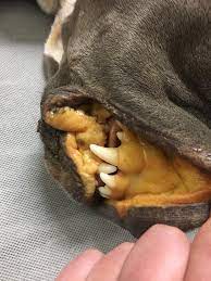We did not find results for: I Love Veterinary Medicine By Heather Koehn Worst Case Of Jaundice I Ve Ever Seen Ibuprofen Toxicity The Dog Got Into A Fight With The Other Dog And The Owner Gave One