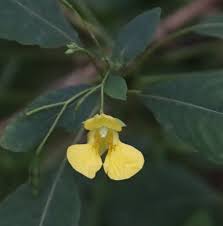 Image result for Indigofera brachynema