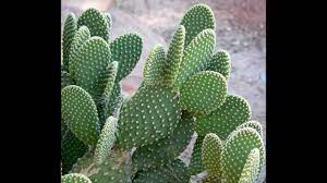 It is planted in a cactus patch. Propagating Cacti Sowing Opuntia Seeds The Prickly Pear Cactus Youtube