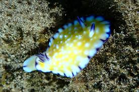 Week II & III, Maui 2021