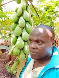 Pawpaw,yellow passion fruits farming in Meru