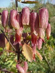 Image result for Vernonia centaureoides