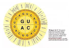 What Is An Easy Way To Learn The 61 Codons And Their
