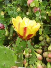 Image result for Opuntia monacantha