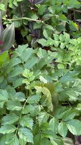 Image result for Crotalaria torrei