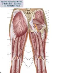 Learn about hip muscles human anatomy with free interactive flashcards. Posterior Hip Muscles Diagram Quizlet