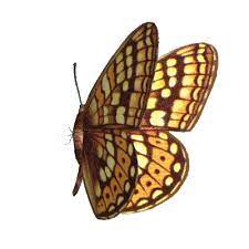 3d Animated Butterflies Free Butterfly Animated Gifs In 2021 Butterfly Animation Butterfly Gif Butterfly Gif Transparent