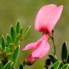 Image result for Indigofera lupatana