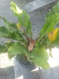 Untuk mengatasi keterbatasan ini, beberapa fungi, seperti armillaria, membentuk rizomorf, yang menyerupai dan melakukan fungsi yang mirip dengan akar tumbuhan. Metamorfosis Sempurna Dan Tidak Sempurna Brainly Co Id