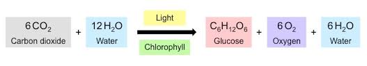 Photosynthesis Bioninja