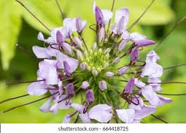Image result for Cleome macrophylla