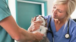 Pour vous inscrire en enseignement à distance, via le sed, vous devez être inscrit·e à l'université en contrôle examen terminal semestriel. Comment Devenir Assistant E Veterinaire Maformation