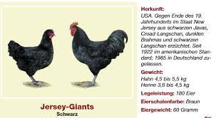 Jersey giant — noun etymology: Https Gzv Herzberg De Tl Jersey Giants Htm