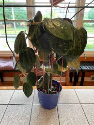 Image result for Polystachya hastata