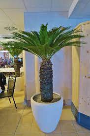 Copyright © 2018 palme yayınevi. Grosse Palmen Kaufen Palmenshop Tropisch Mediterran Exotisch 2 12m