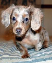 Chocolate Chip Cookie Dachshund Breed Long Haired Dachshund Dachshund