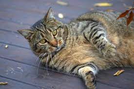 Are Tabby Cats Usually Fat Here S What You Need To Know