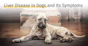 Dogs may develop fluid retention in the abdomen, commonly referred to as ascites. Liver Disease In Dogs And Its Symptoms Medrego Expert Canine Advice