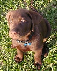 Offering stud service proven akc registered chocolate lab *80 lb * located in elon nc * he throws sliver,chocolate,white and yellow puppies *he i have labrador retriever chow puppies available. I M Going To Name You Mia So Then When You Have Your Own Puppies You Will Be Called Mama Mia Labrador Retriever Puppies Cute Animals Labrador Retriever Dog