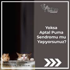 Yoksa Aptal Puma Sendromu Mu Yasiyorsunuz Https Www Psikonterapi Com Psikon Terapi Psikolojik Danismanlik Merkezi Randevu Icin 2020 Terapi Psikoloji Edebiyat