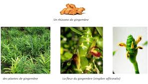 10 Fruits Tropicaux Manges 10 Plantes Tropicales A Faire Pousser Sweet Random Science Plants Herbs Garden S
