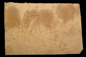 Landet ein fettfleck auf couch, sessel oder sofa ist es natürlich besonders ärgerlich, denn es handelt sich in der regel um ein objekt mit einem höheren wert als eine hose oder eine bluse flecken; Fettfleck Aus Leder Entfernen So Geht S