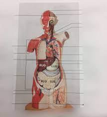 Be able to identify the correct body systems and organs on the models or diagrams. Quiz 1 Human Torso Model Diagram Quizlet