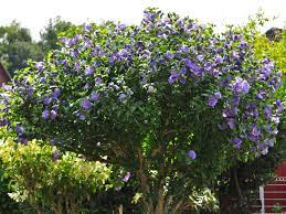 Das garten infoportal für den ambitionierten hobbygärtner. Garteneibisch Blue Bird Oiseau Bleu Hibiscus Syriacus Blue Bird Oiseau Bleu Baumschule Horstmann