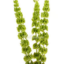 Personalize your diy wedding flower experience! Foliage Greenery Greenery Background Wholesale Flowers Bulk Flowers