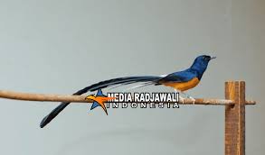 Hampir semua jenis burung murai batu tadi sangat sulit untuk dibedakan, kecuali anda menangkap burung murai batu langsung dari habitat aslinya. 10 Tips Dan Cara Merawat Murai Batu Biar Cepat Gacor Media Radjawali Indonesia Media Burung Berkicau Online Indonesia